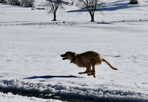 What breed(s) is my Italian rescue dog?