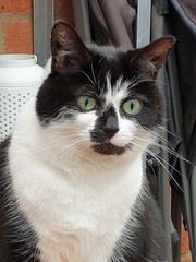 Show me your cats 🐈 😃