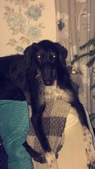 My Greyhound told me to go to bed...