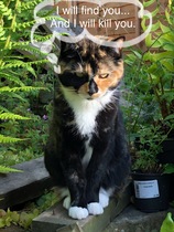 Can we have a ‘I love my beautiful cats’ thread?!