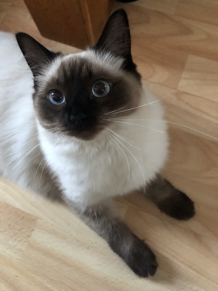 My cat likes to snuggle in bed in the morning, but keeps her distance the rest of the time…