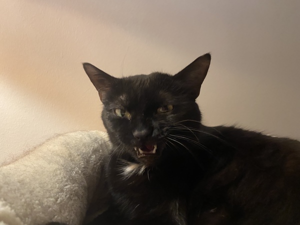 How are your cats coping?