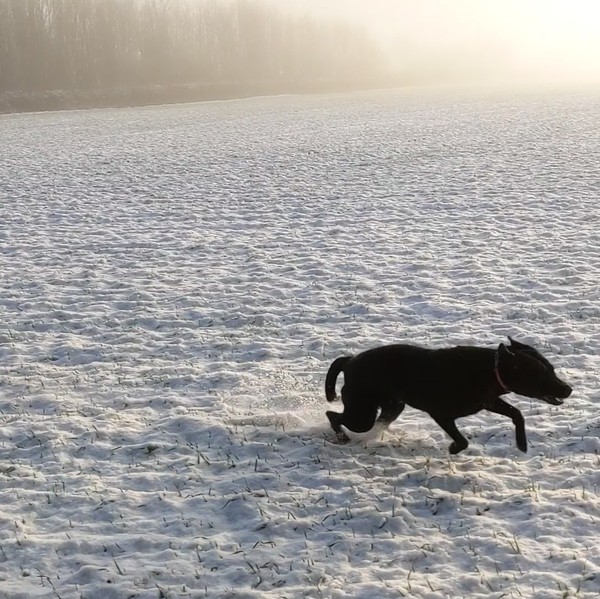 Puppy Survival Thread: surviving into 2022