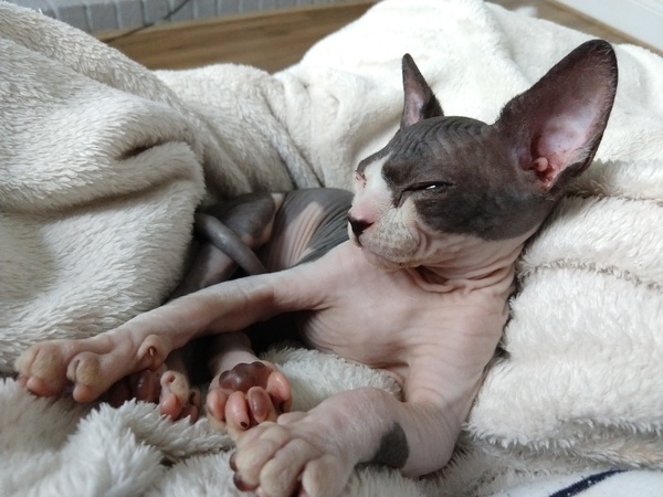 Show me your cats 🐈 😃