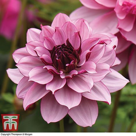 What's your favourite dahlia?