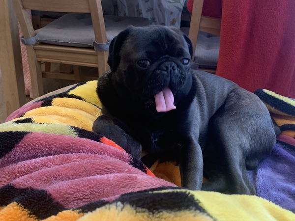 New foster