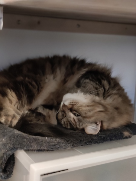 Can we have a 'that can't be comfortable' thread? I need cheering up!