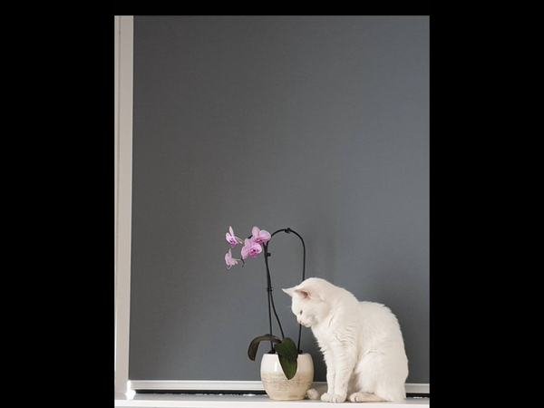 I need your photos again - this time cats with bouquets/vases of flowers please