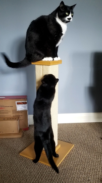 New sofa versus The Cats