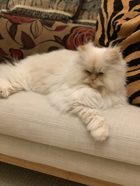 "When I get a cat it won't...."