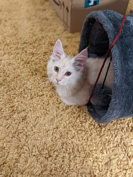 Name this kitten (with photo)
