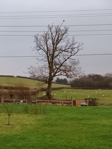 Nature Notes: the 2022 edition