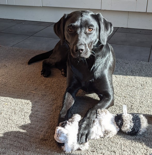 Puppy Survival Thread: surviving into 2022