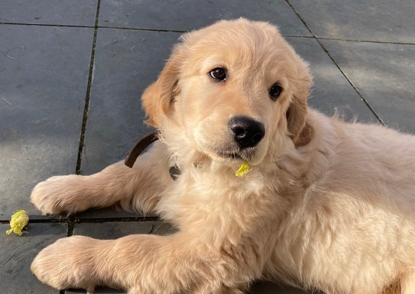 Puppy Survival Thread: surviving into 2022
