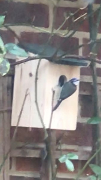 Bluetits have just moved in!
