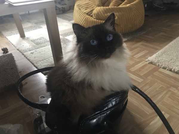 Cats in bags