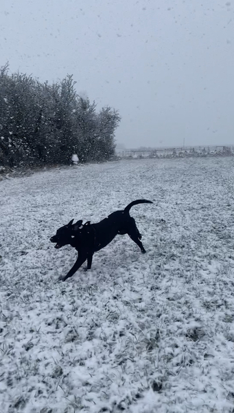 Puppy Survival Thread: surviving into 2022