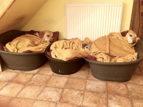 Could my dog be cold at night?