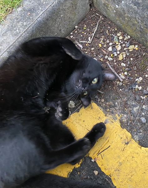 Does anyone else have local cats they chat to? Or is it a me thing? 🤔