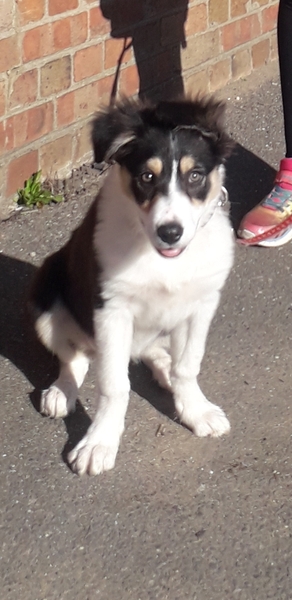 Puppy Survival Thread: surviving into 2022