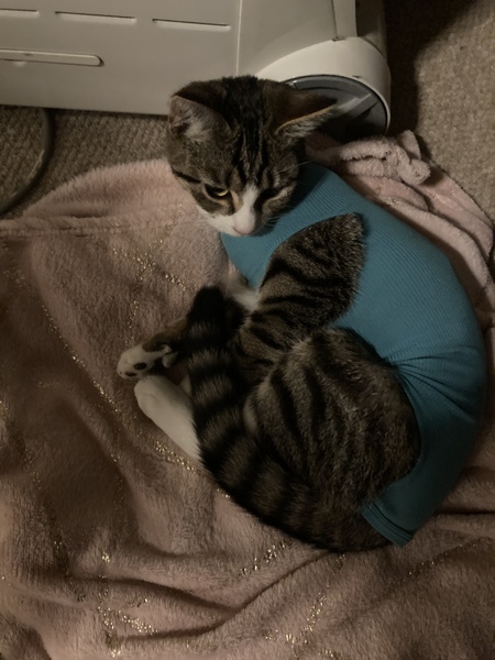Help! How to keep The Naughtiest Kitten ever from chewing stitches