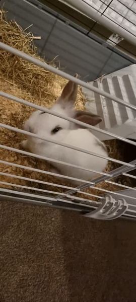 What breed is this rabbit please?