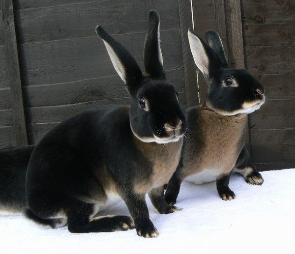Do any of you have a pet that you actually just can't fucking stand?