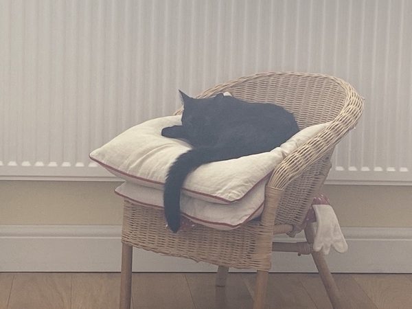 How are your cats coping?