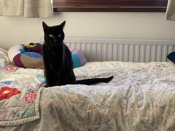 Introductions to new cat - am I expecting too much?