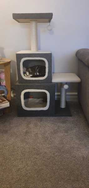 Cat Trees
