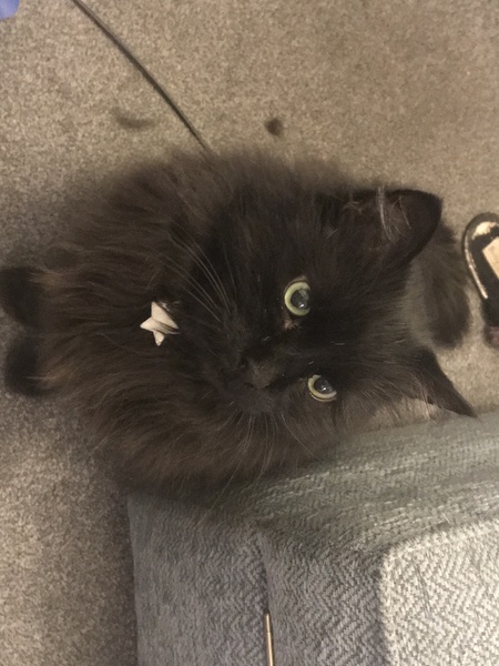 Ollie, Paws, friends and family