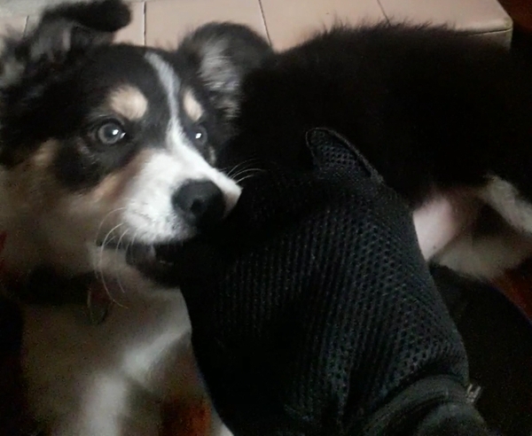 Puppy Survival Thread: surviving into 2022