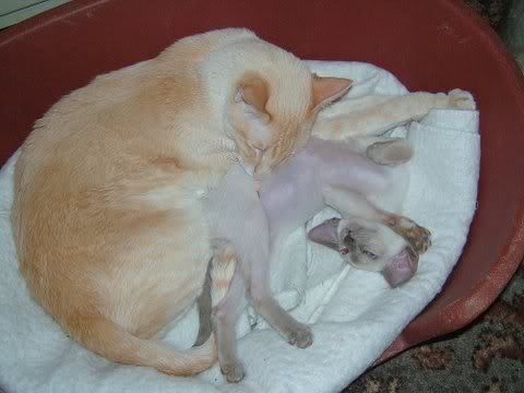 Do any of you have a pet that you actually just can't fucking stand?