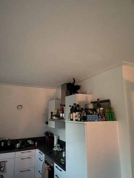"When I get a cat it won't...."