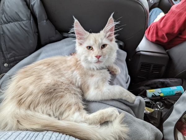 Name this kitten (with photo)