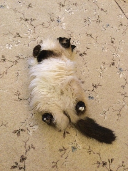 Can we have a 'that can't be comfortable' thread? I need cheering up!
