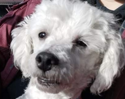 New name for rescue dog.