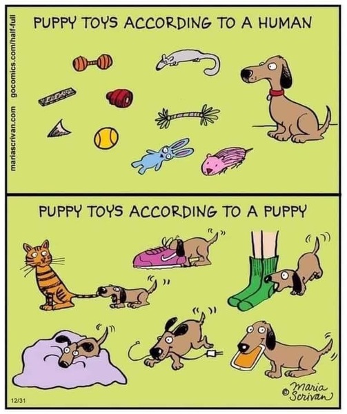 Puppy Survival Thread: surviving into 2022