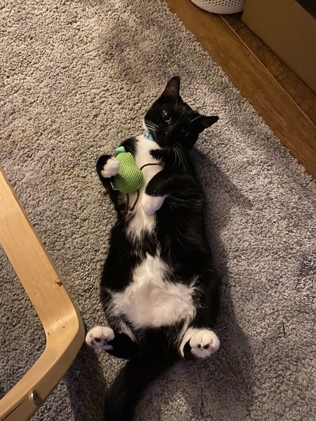 Show me your cats 🐈 😃