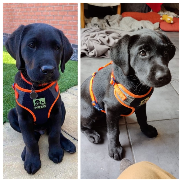 Puppy Survival Thread: surviving into 2022