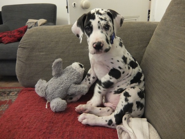 Argh! Going crazy - help me pick a breed