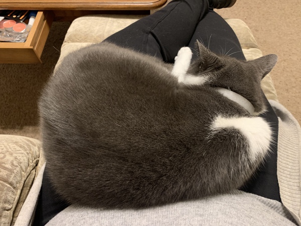 Do any of you have a pet that you actually just can't fucking stand?
