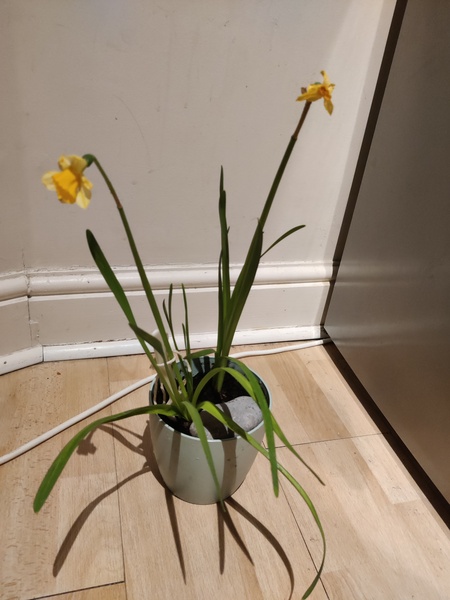 How to save these daffodils which are growing indoors?