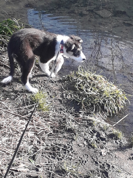 Puppy Survival Thread: surviving into 2022