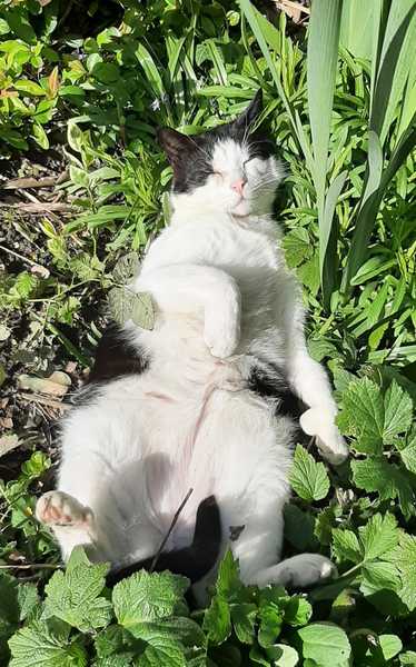 Show me your cats 🐈 😃