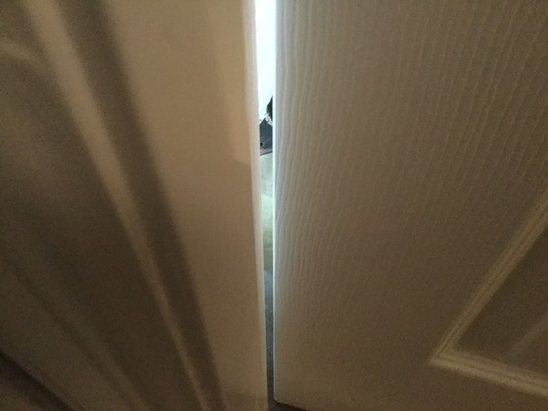 There's a goose in my bathroom.