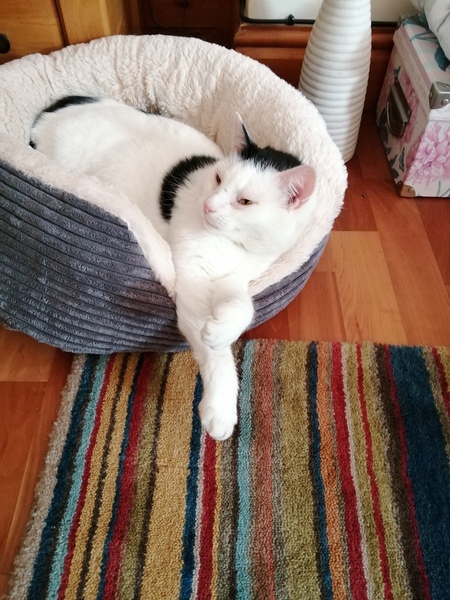 Rescue cat terrified