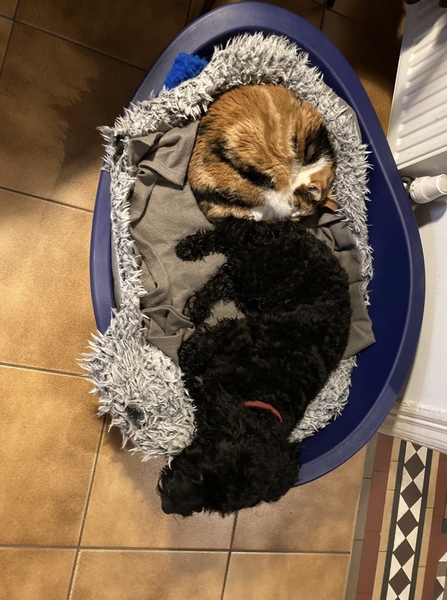 How do I get a dog?