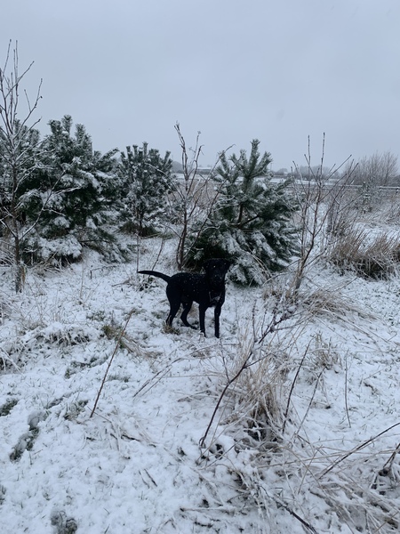 SAD/ feeling low in winter support thread