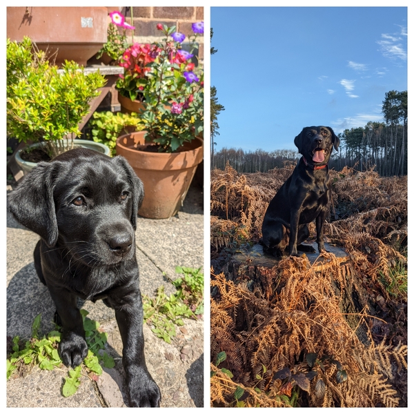 Puppy Survival Thread: surviving into 2022